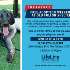Save a Dog's Life This Weekend in Fulton County, Adopters Needed