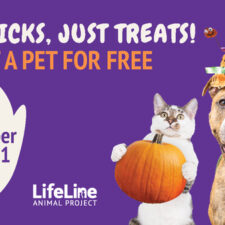 October Free Adoptions